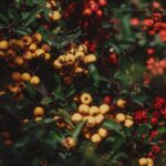 Petunienblätter gelbfärben - Ursachen und Lösungen