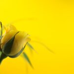 Warum Rosen gelbe Blätter bekommen