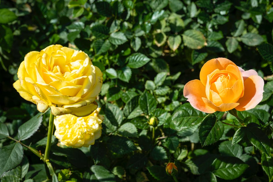 gelbe Blätter an Rosen erklärt