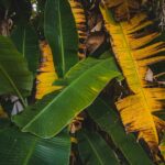 Gelbe Blätter auf Kirschlorbeer: Ursachen und Behandlung