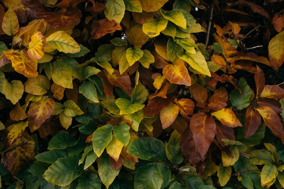 Lorbeer Blätterfärbung Ursachen