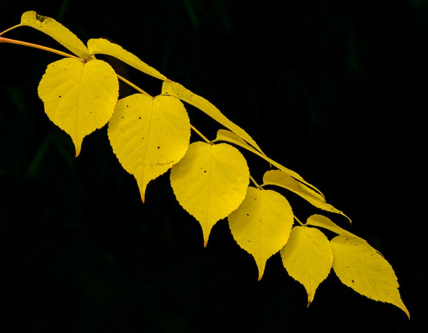  Gelbe Blätter an Pflanzen bekämpfen