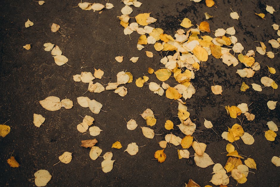  Warum Blätter im Herbst gelb werden