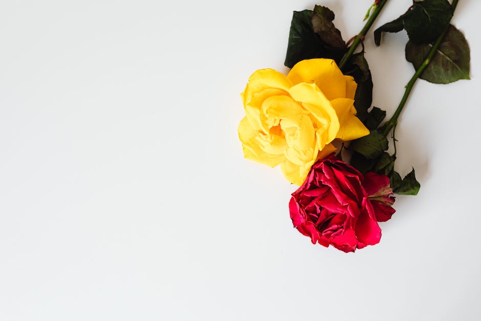  Warum haben meine Rosen gelbe Blätter: Ursache und Abhilfe