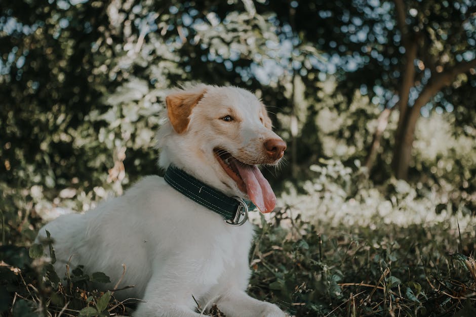  Warum spuckt mein Hund Gelb: Schleim Symptome und Ursachen