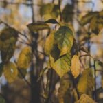 warum Blätter von Zimmerpflanzen gelb werden