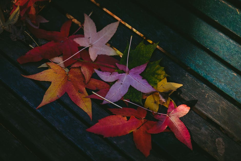  Blätter, die im Herbst gelb werden, Anzeichen für den Farbwechsel desLaubs