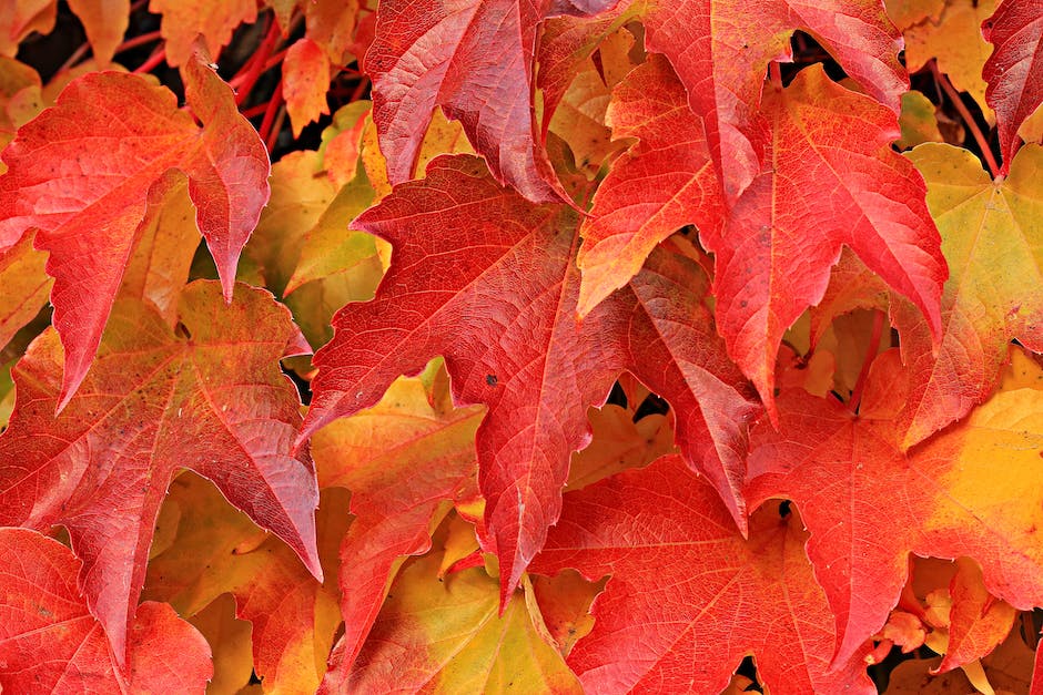  Warum werden Blätter im Herbst gelb? Einzelschrittanleitung zur Erklärung.