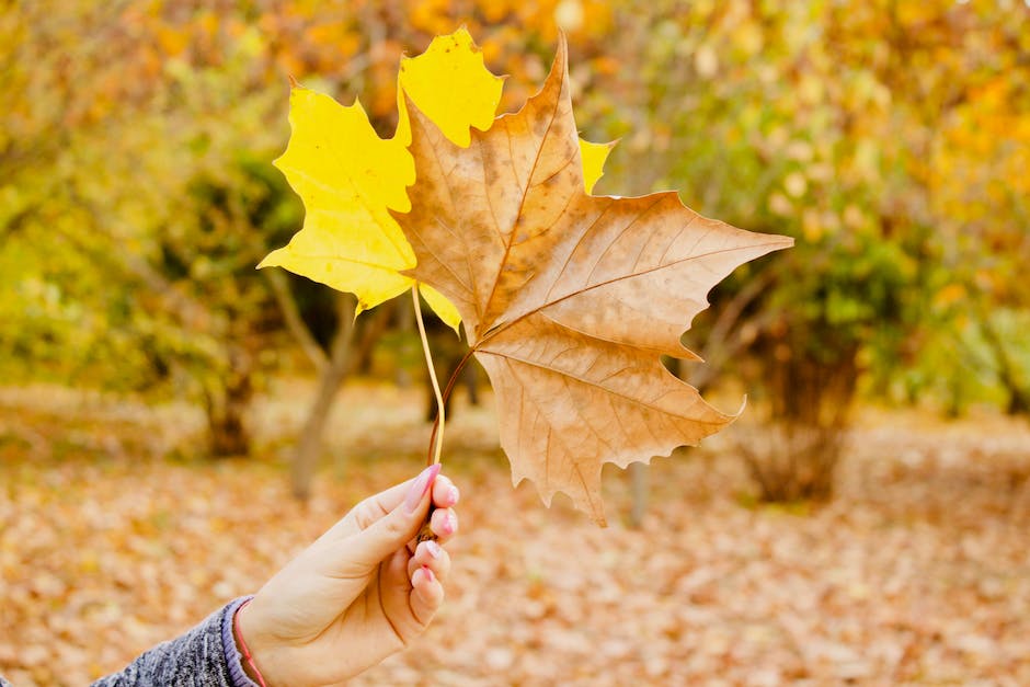  Warum verfärben sich Blätter im Herbst gelb?